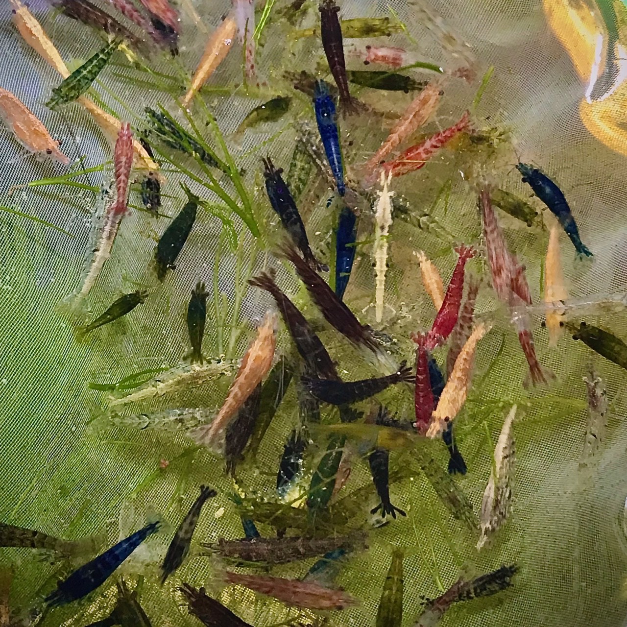 Tép thủy sinh, Tép loạn màu 20 con, hoàn tiền khi tép gặp sự cố - Thức ăn cho cá | Pétshop.vn