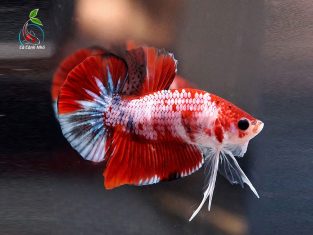 Cá betta galaxy