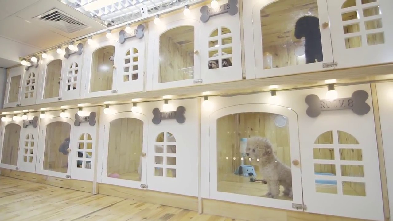 khách sạn cho chó mèo uy tín tại Việt Nam - YouTube