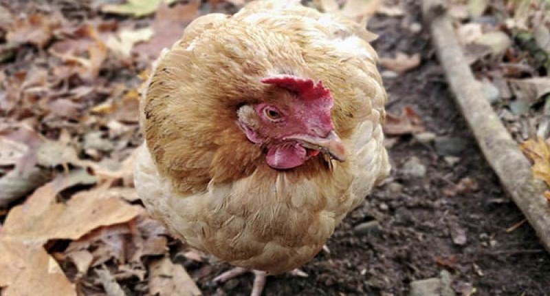 Nguyên nhân và cách điều trị nấm phổi ở gà - Thế giới chọi gà