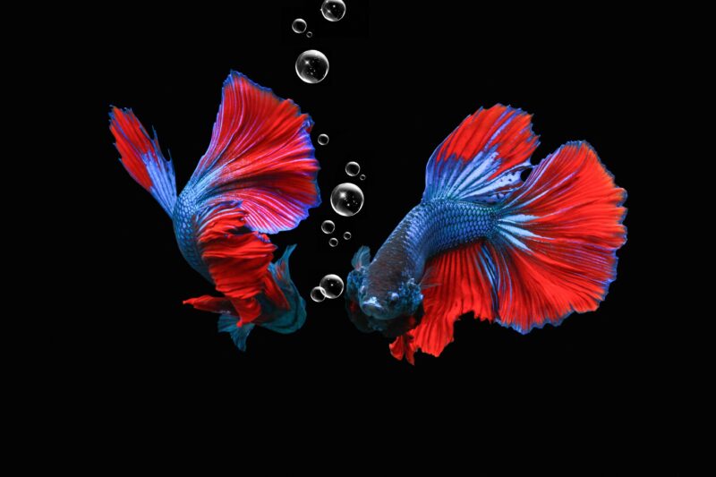 Fighter Fish Wallpapers Top Những Hình Ảnh Đẹp