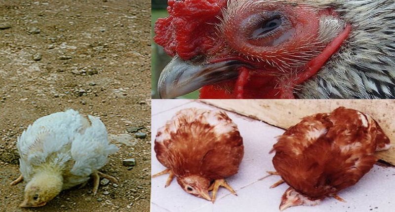 Nguyên nhân và cách điều trị nấm phổi ở gà - Thế giới chọi gà