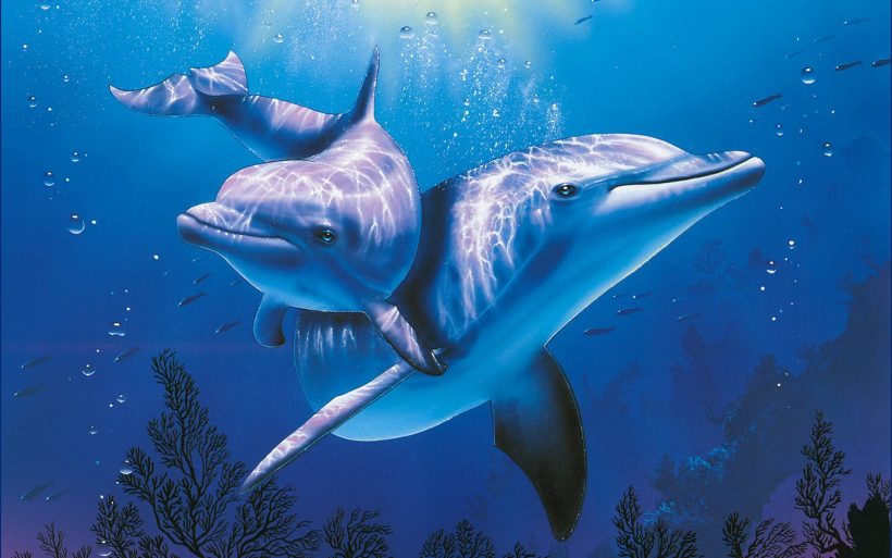 Bộ sưu tập hình vẽ cá heo cực chất full 4K gồm hơn 999 hình