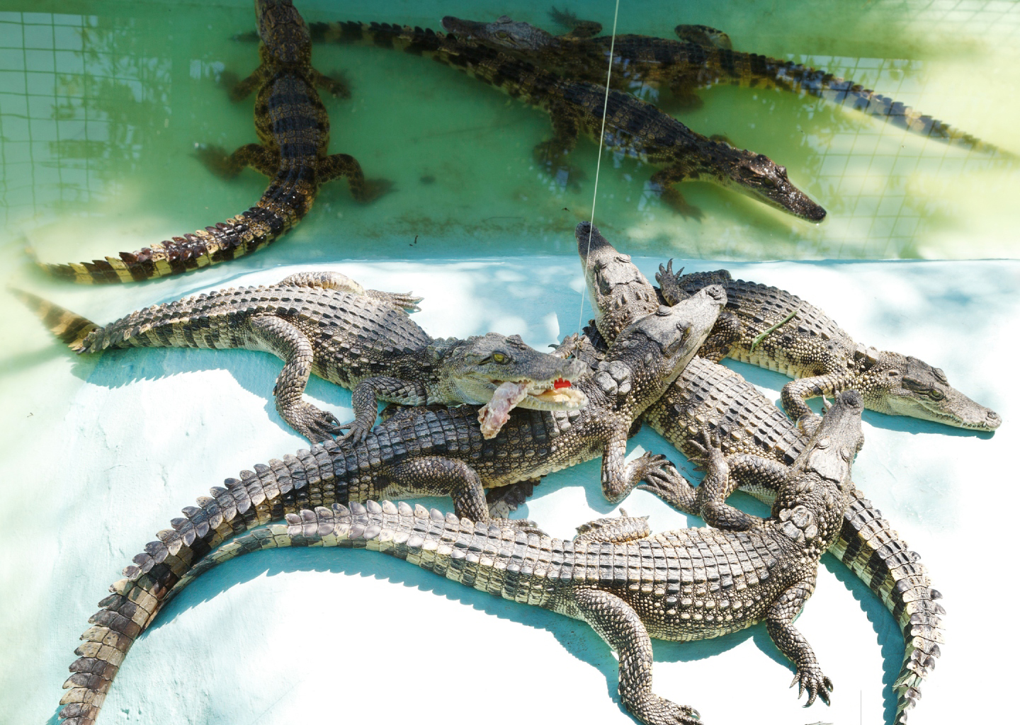 Tổng hợp hình ảnh cá sấu đẹp nhất