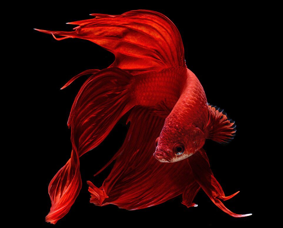 Ảnh cá chọi màu đỏ đẹp nhất