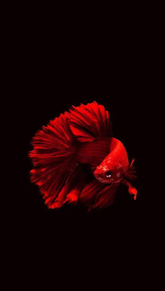 ảnh nền cá Betta red color kì ảo