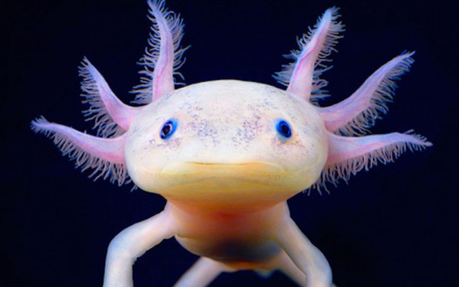 Cá Axolotl - Cách nuôi và chăm sóc cá khủng long 6 sừng - Thủy Sinh 4U