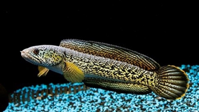 Cá Lóc Nữ Hoàng 23-25cm khoẻ đẹp không tật lỗi - Thái Hoà Aquarium