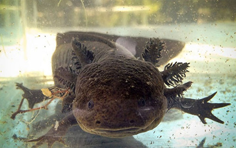 Kỳ nhông Axolotl tự nhiên