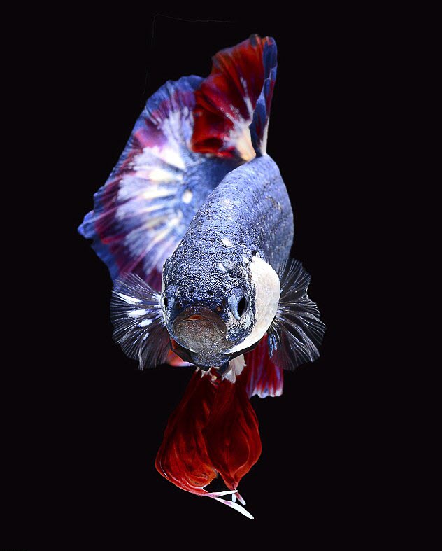Hình ảnh con cá xinh đẹp và đa dạng của thế giới thủy cung
