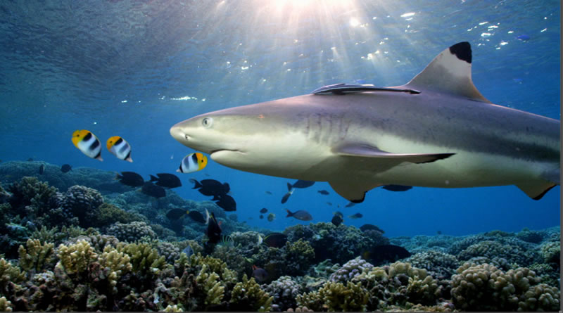 Hình ảnh cá mập bơi đẹp