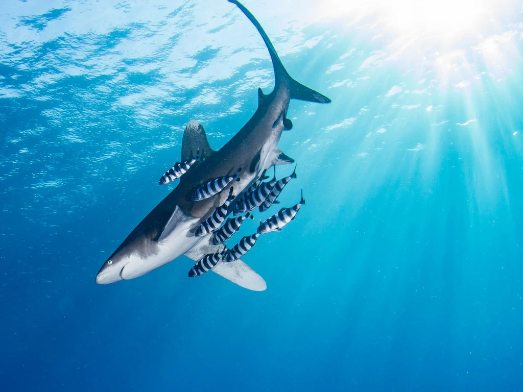 Hình ảnh cá mập bơi dưới nước