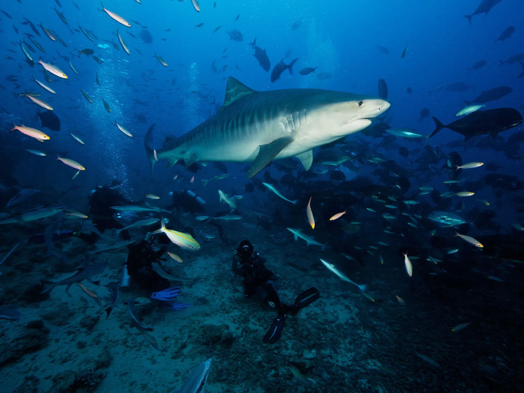 Hình ảnh cá mập chất lượng cao đẹp nhất