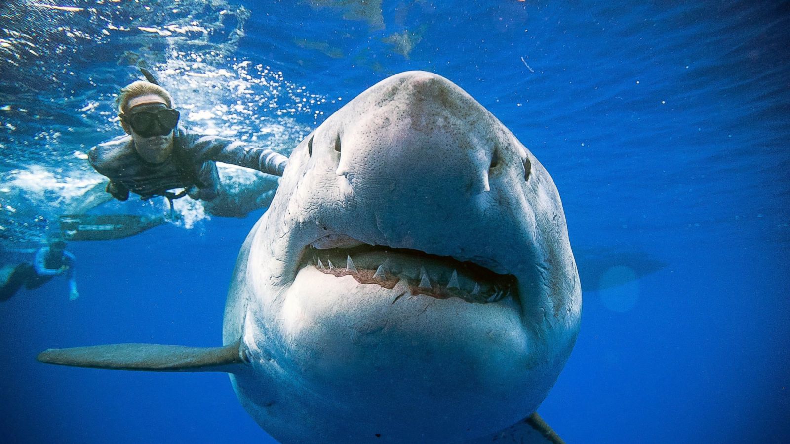Hình ảnh cá mập chụp hình với người