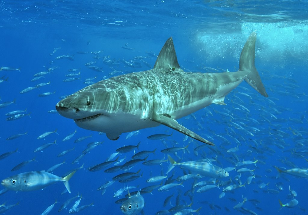 Hình ảnh cá mập đại dương săn mồi