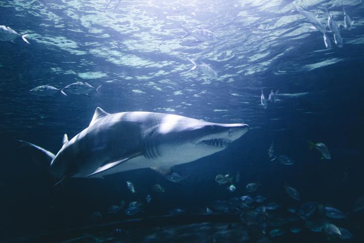 Hình ảnh cá mập đại dương xanh