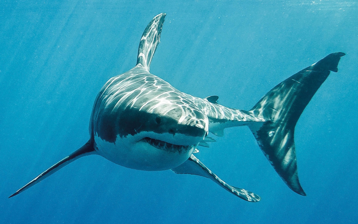 Hình ảnh cá mập dưới đại dương