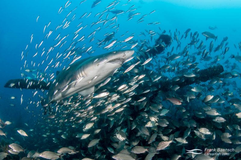 Hình ảnh cá mập săn mồi đẹp nhất