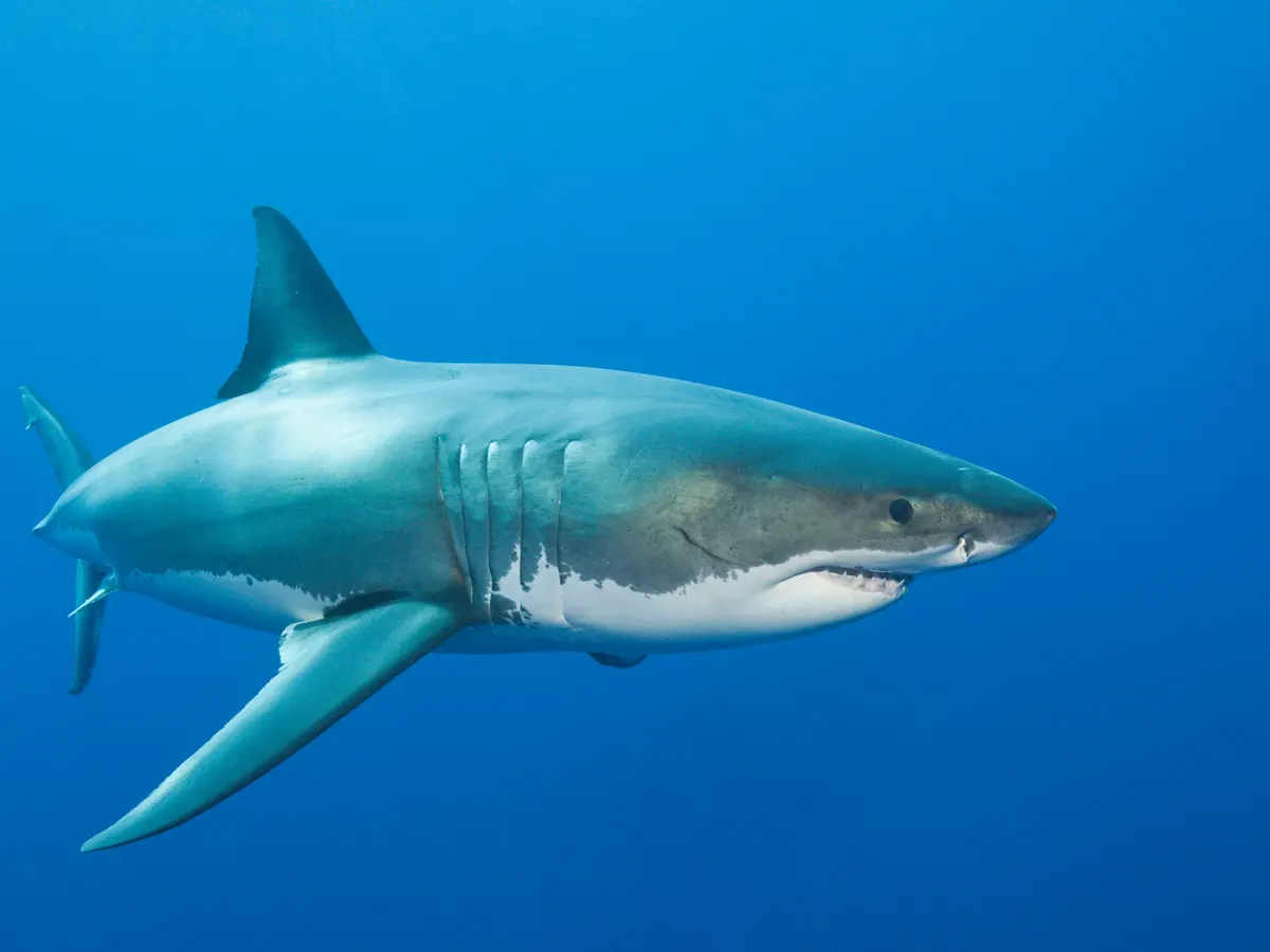 Hình ảnh cá mập trắng bơi tuyệt đẹp