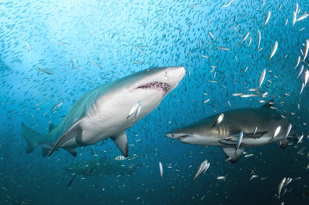 Hình ảnh cá mập trắng đại dương
