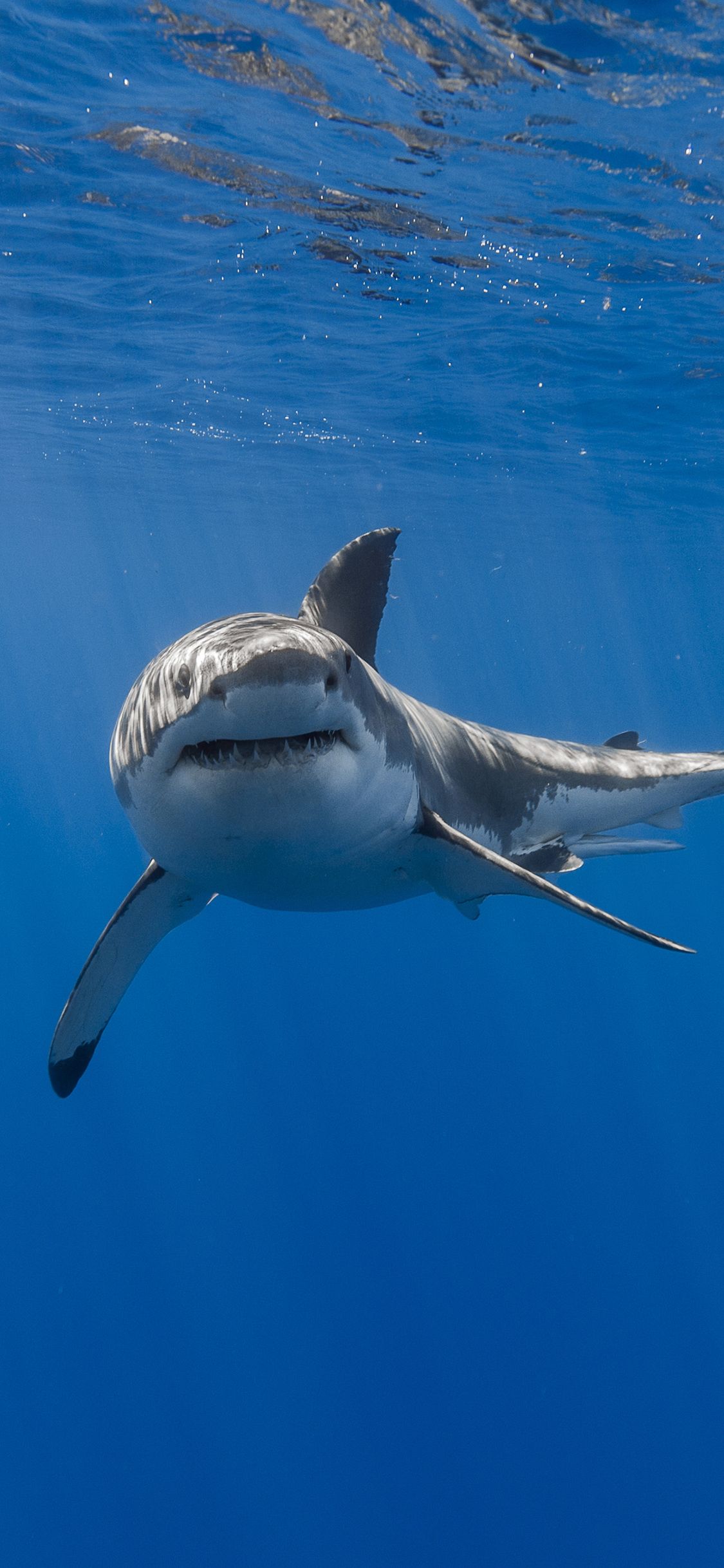 Hình ảnh cá mập trắng hung hãn