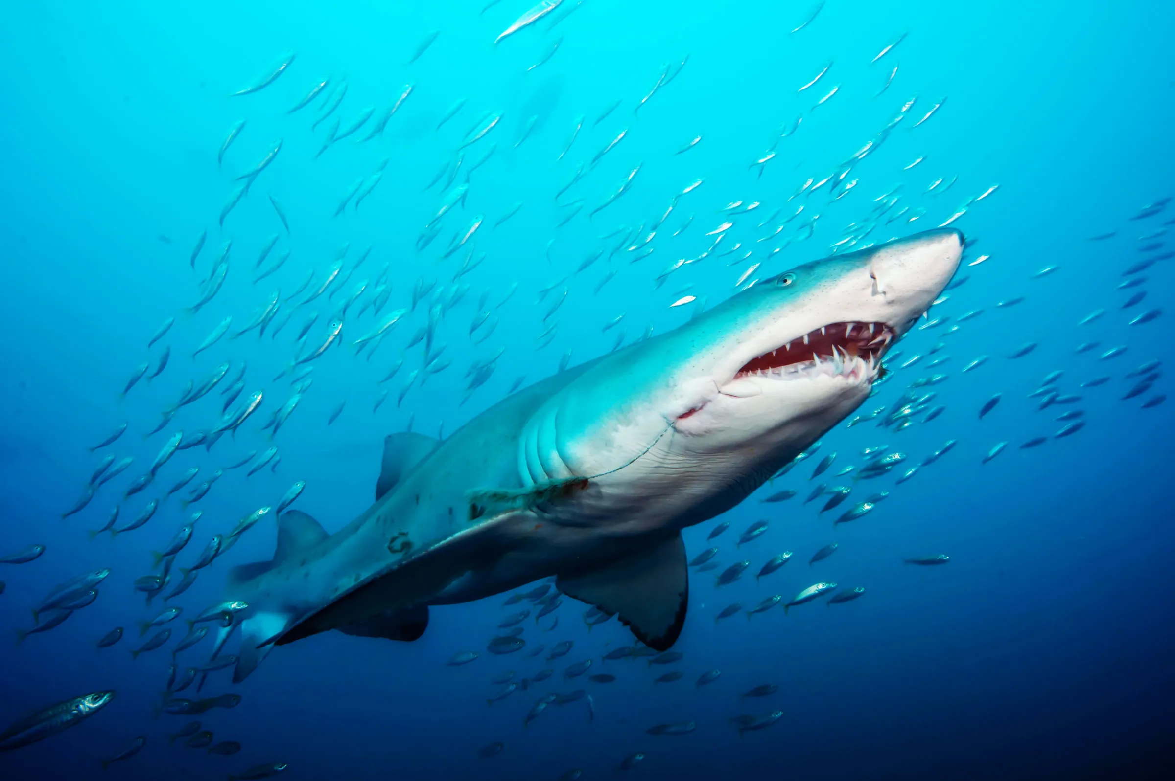 Hình ảnh cá mập tuyệt đẹp
