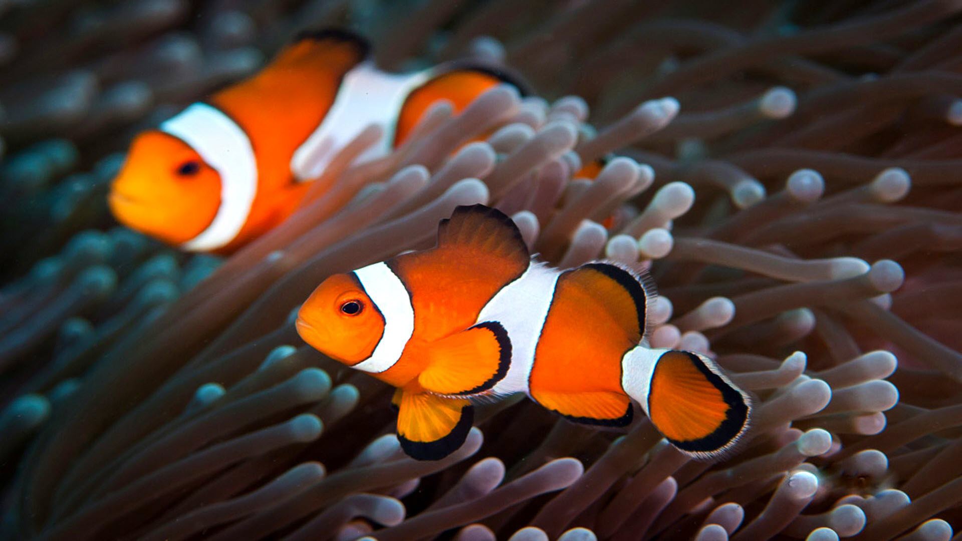 Hình nền cá Nemo đại dương đẹp