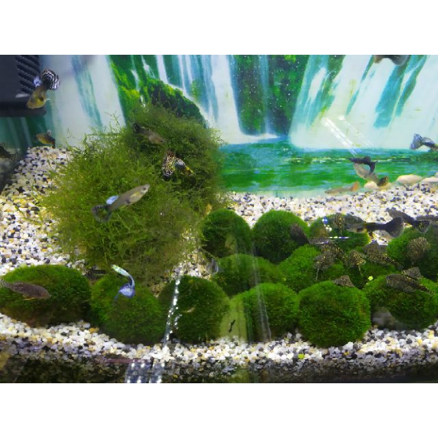Cầu rêu MINIFISS lá nước siêu đẹp để trang trí bể cá. giá cạnh tranh