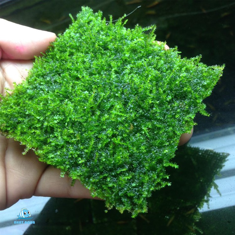 Rêu thủy sinh MINI TAIWAN - Taiwan moss | Shopee Việt Nam