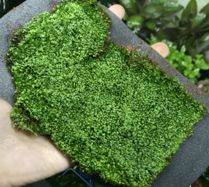 Rêu Minifiss đẹp với cách trồng và chăm sóc ra sao | Vuathuysinh