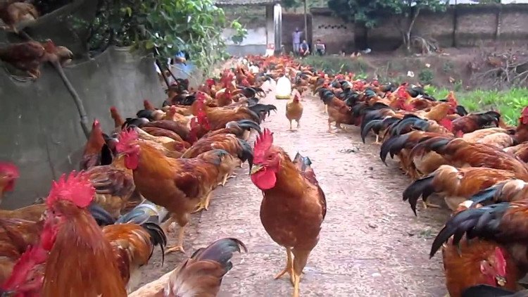Bổ sung dinh dưỡng cho gà lấy thịt - Thuốc Thú Y và Thủy Sản Mebipha