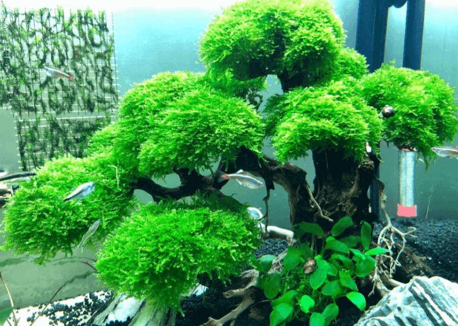 Rêu Mini Taiwan cách trồng bonsai trong bể thủy sinh | Vuathuysinh