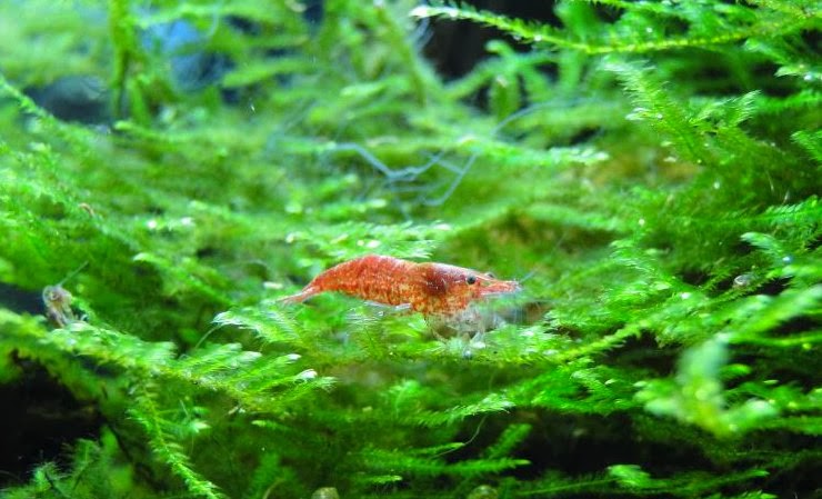 Tổng quan về loài tép Đỏ - tép RC - Red Cherry Shrimp